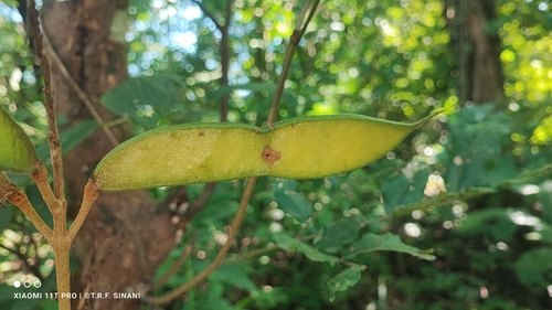 Cenostigma bracteosum, photograph 1