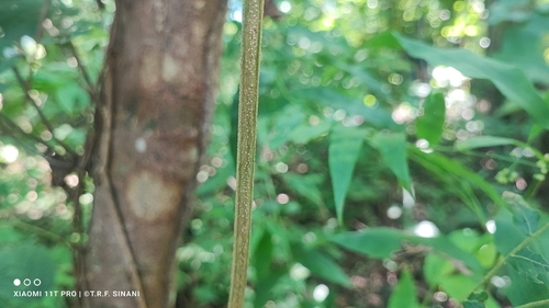 Cenostigma bracteosum, photograph 3