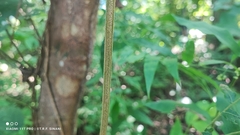 Cenostigma bracteosum, photograph Thomaz Ricardo Favreto Sinani, CC BY, iNaturalist via GBIF