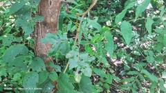 Cenostigma bracteosum, photograph Thomaz Ricardo Favreto Sinani, CC BY, iNaturalist via GBIF