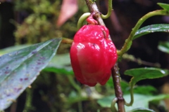 Drymonia coccinea