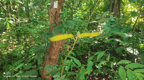Cenostigma bracteosum, photograph 5