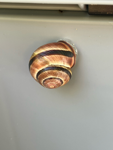 Cepaea nemoralis