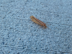 Psychoglypha