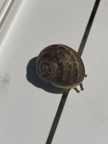 Cornu aspersum
