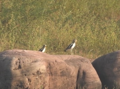 White-crowned Lapwing (Vanellus albiceps), photo 4