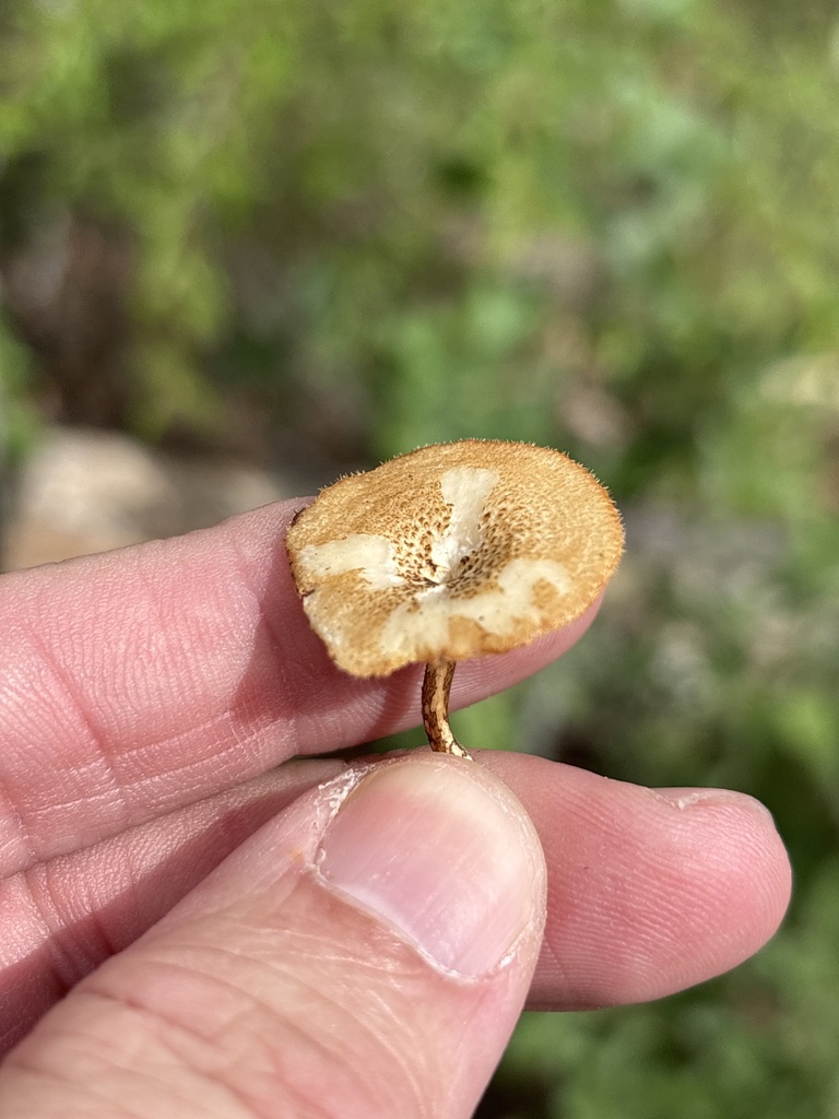 Lentinus arcularius · April 2026 · photo: © sambiology (iNaturalist, cc-by)