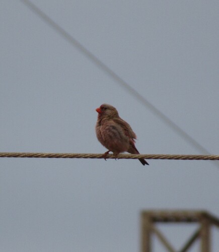 Trumpeter Finch, Almería, España, photo 5 of 10