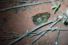 Dermatonotus muelleri