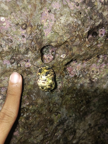 Nerita trifasciata observed 2026-04-24