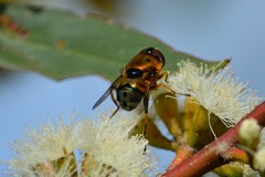 Austalis pulchella