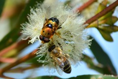 Austalis pulchella