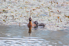Podiceps auritus