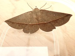 Phallaria ophiusaria