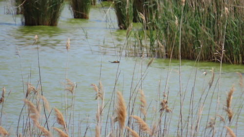 White-headed Duck