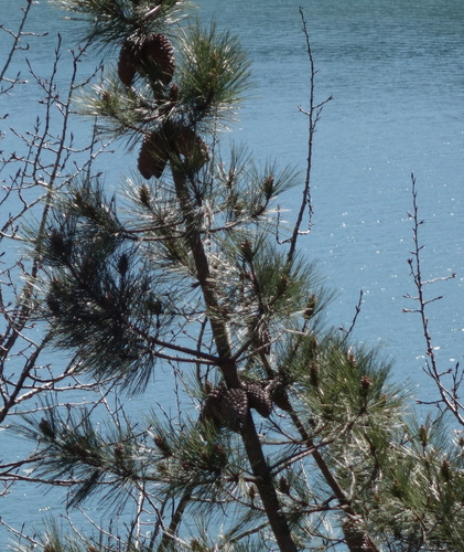 Knobcone × Monterey Pine