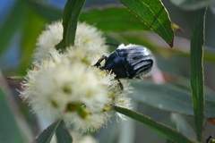 Trichaulax philipsii