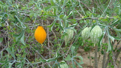 Ibervillea sonorae