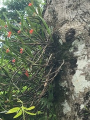 Scaphyglottis bidentata