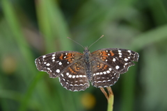 Anthanassa texana
