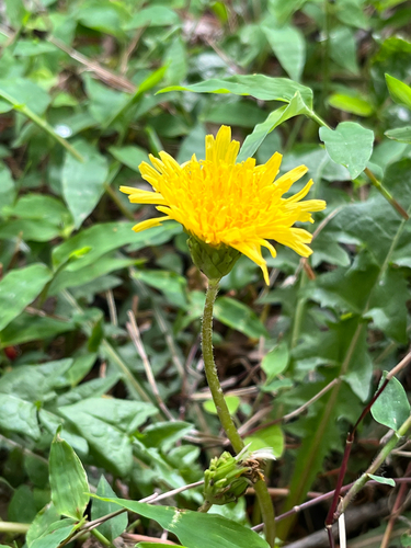 Taraxacum platycarpum iNat (1)