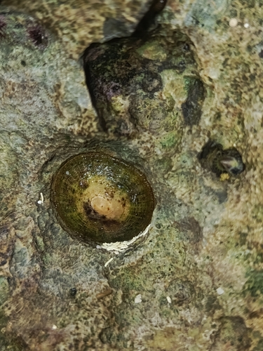 Eoacmaea javanica