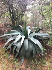Agave atrovirens