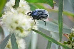 Trichaulax philipsii