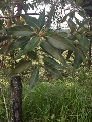 Quercus acutifolia