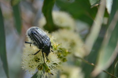 Trichaulax philipsii