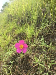 Cosmos crithmifolius
