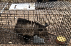 Didelphis virginiana