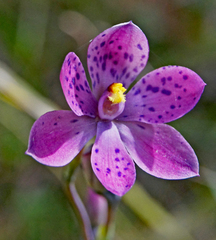 Thelymitra × irregularis