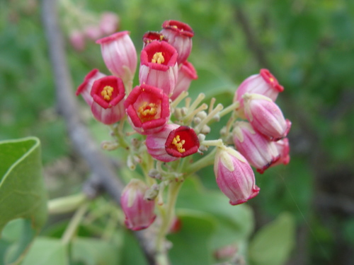 Ashy Jatropha