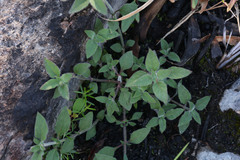 Opercularia hispida