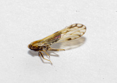 Peregrinus maidis