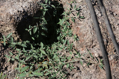 Opercularia hispida