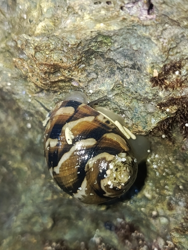Nerita trifasciata