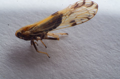 Peregrinus maidis