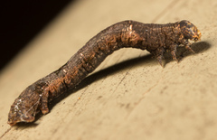 Agarwood (Aquilaria)