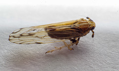 Peregrinus maidis