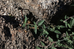 Opercularia hispida