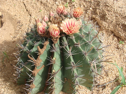 Ferocactus townsendianus
