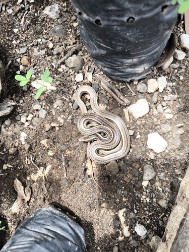 Cope's Antilles Snake