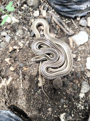 Cope's Antilles Snake