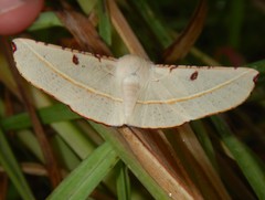 Oenochroma pallida