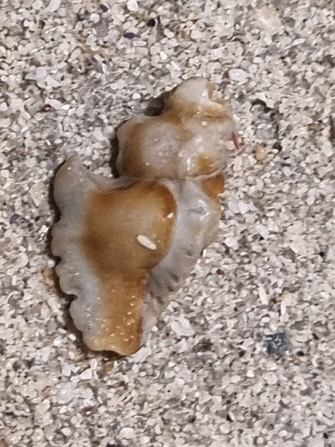 Poropteron uncinarius observed 2026-04-24
