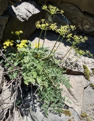 Lomatium hallii