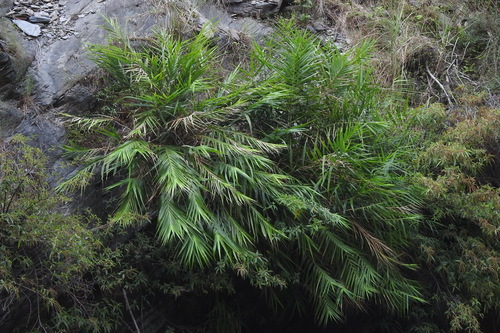 Thysanolaena latifolia