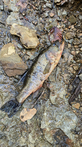 Largemouth Bass